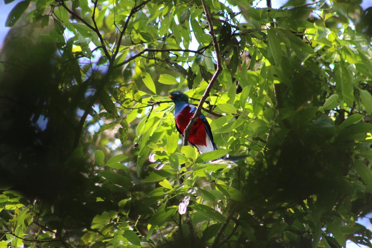 Talamanca Nature Reserve Rivas Exterior photo
